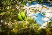 Fleur d'olive-Nissan Lez Enserune_19 © 2017 - Hervé Leclair_Asphéries - Sud de France Développement