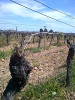 vignes-domaine-st-rose © la domitienne