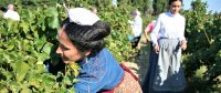 image &copy; vendanges
