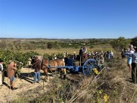 Vendanges &agrave; l'ancienne &copy; amis de Lespignan